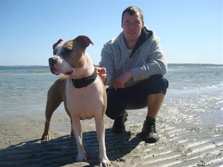 Amerikansk staffordshire terrier Jack billede 6