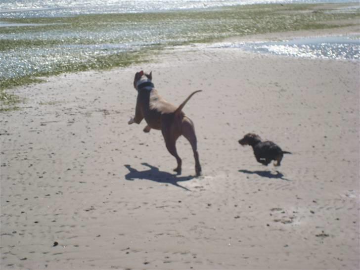 Amerikansk staffordshire terrier Jack billede 7