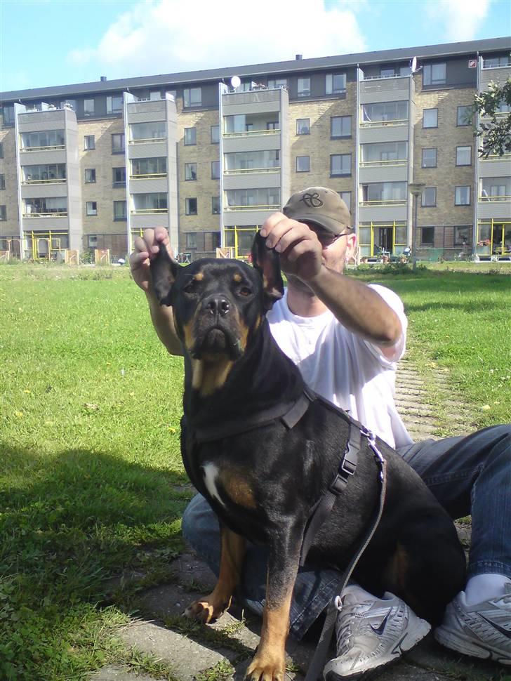 Blanding af racer Freja (Udfordring?)  - Helt seriøst far.... De ender med at kalde mig dumbo... billede 19