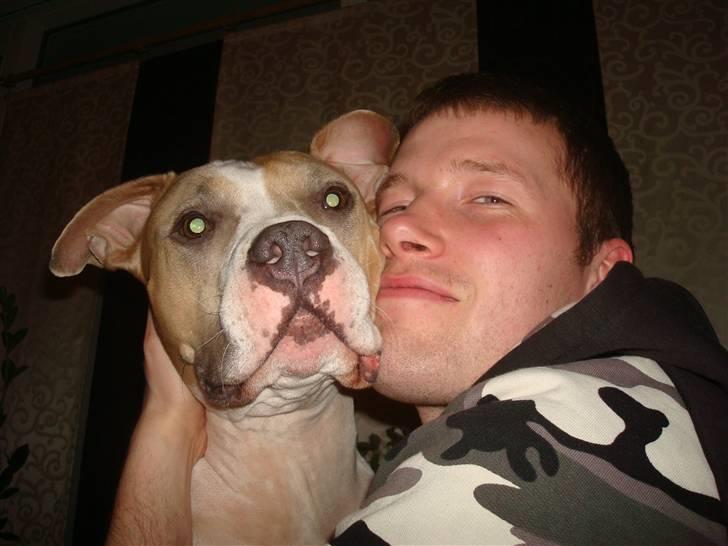 Amerikansk staffordshire terrier Jack billede 10