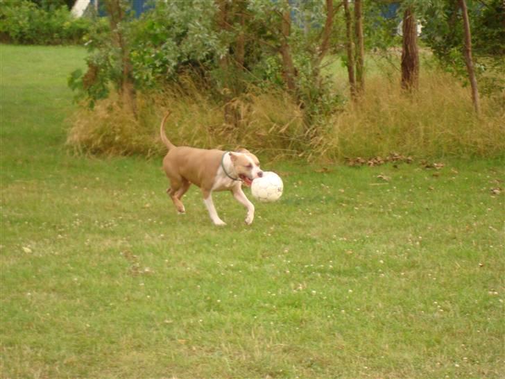 Amerikansk staffordshire terrier Jack billede 12