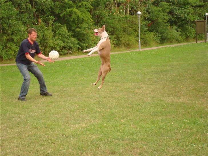 Amerikansk staffordshire terrier Jack billede 13