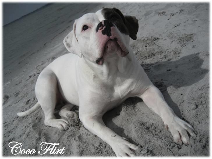 Amerikansk bulldog Coco Flirt - stranden 29 april ´09... Coco 9 mdr <3 billede 14
