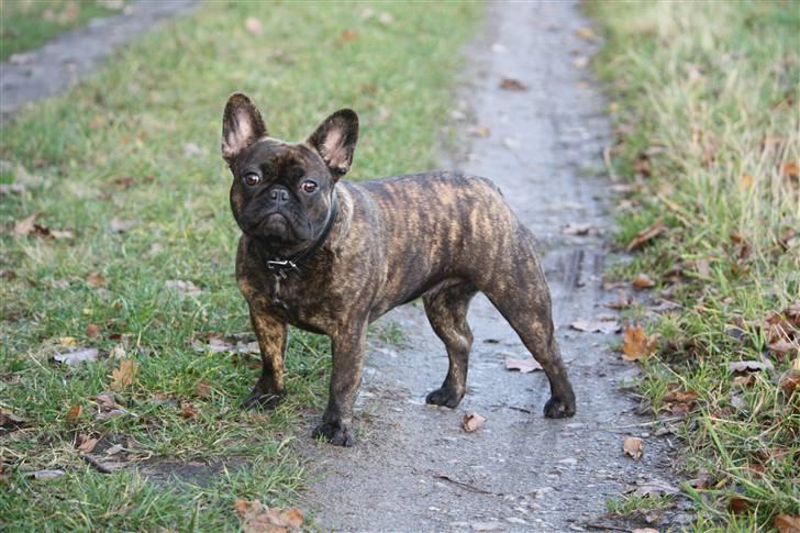 Fransk bulldog Naya billede 1