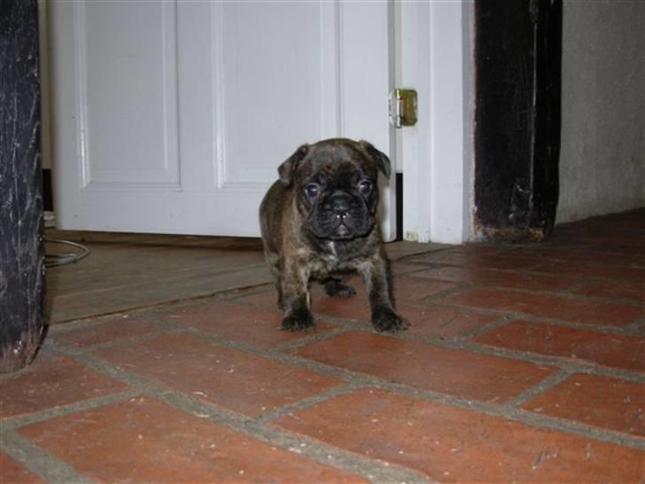Fransk bulldog Naya billede 2