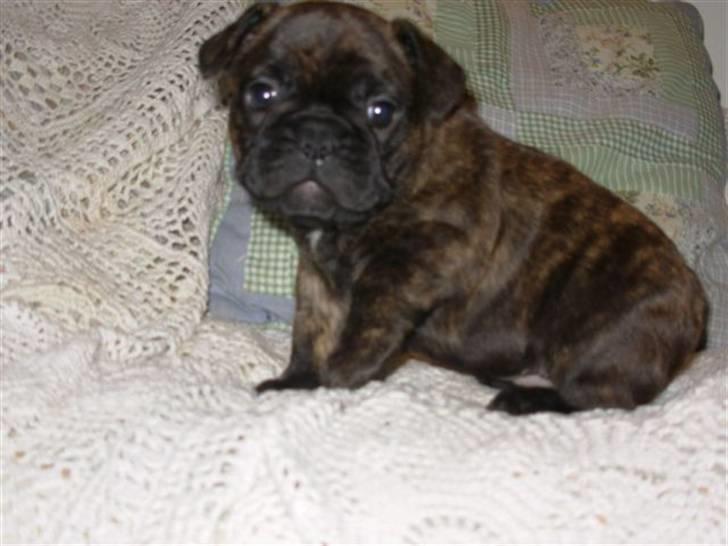 Fransk bulldog Naya billede 3
