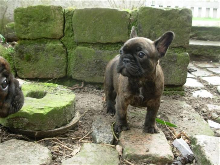 Fransk bulldog Naya billede 4