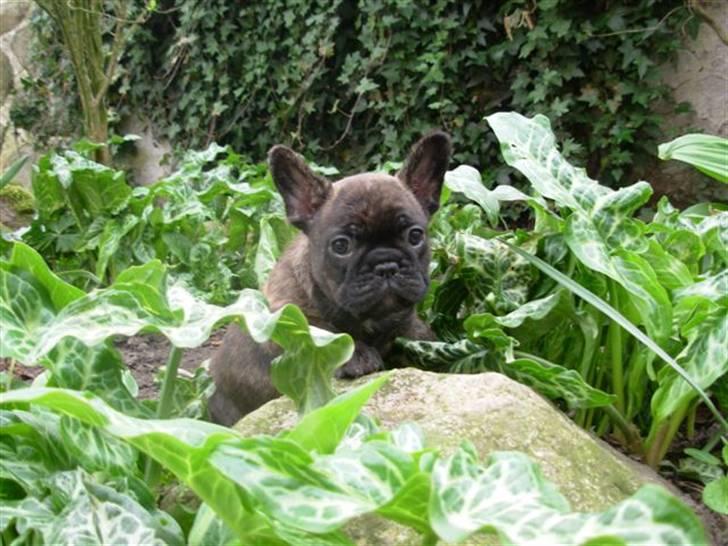 Fransk bulldog Naya billede 5