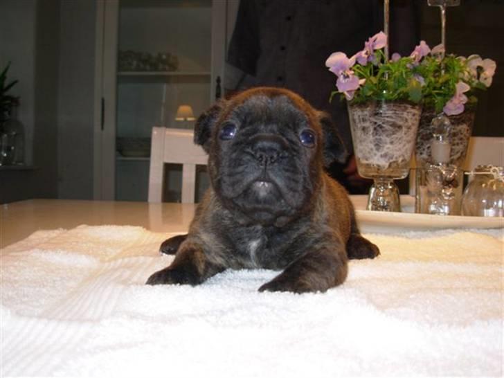 Fransk bulldog Naya - 25 dage gammel billede 6