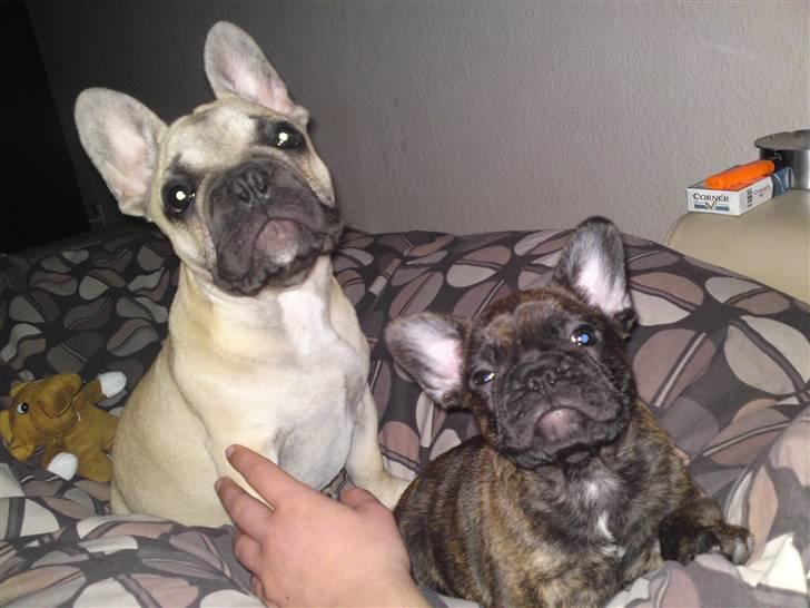 Fransk bulldog Naya billede 7