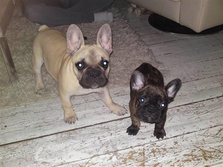 Fransk bulldog Naya billede 8