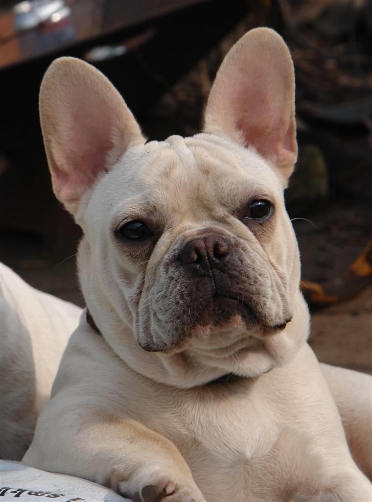 Fransk bulldog Dixie Baby DVDB billede 11