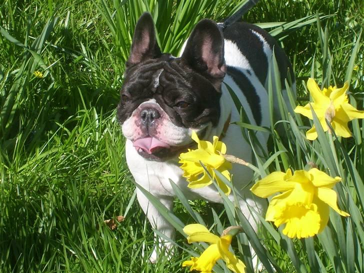 Fransk bulldog Dauløkkes Vogue La Blance - foto tove m.n. billede 17
