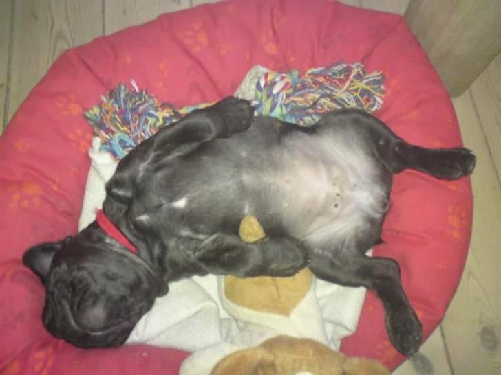 Fransk bulldog Gutzo billede 2