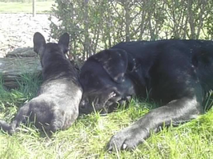 Fransk bulldog Gutzo billede 3