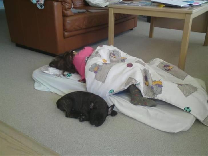 Fransk bulldog Gutzo billede 4