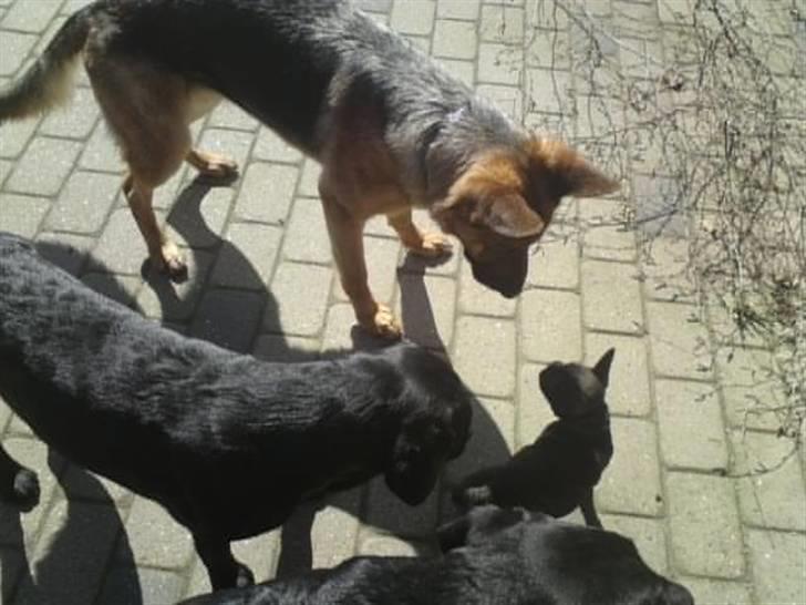 Fransk bulldog Gutzo - uh...de er store billede 5