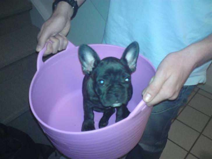 Fransk bulldog Gutzo - så er jeg klar til mit første bad billede 6