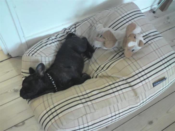 Fransk bulldog Gutzo - træt efter en lang og hård weekend i Jylland. Alle de oplevelser :o) billede 7