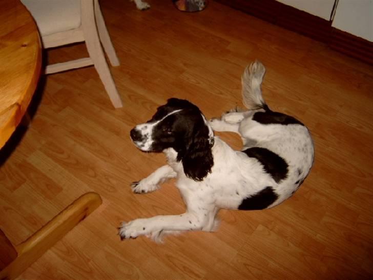 Field Trial spaniel tymmon billede 3