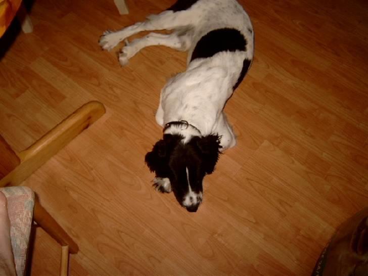 Field Trial spaniel tymmon billede 4