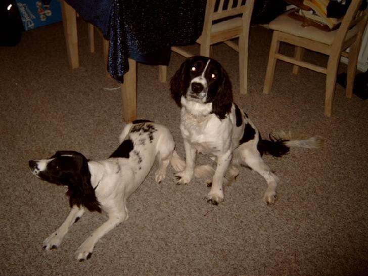 Field Trial spaniel tymmon - her er de kun 6 mdr billede 5