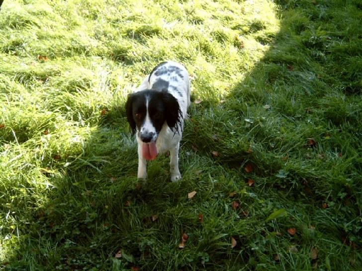 Field Trial spaniel nooney billede 1