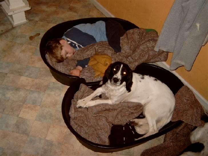 Field Trial spaniel nooney billede 3