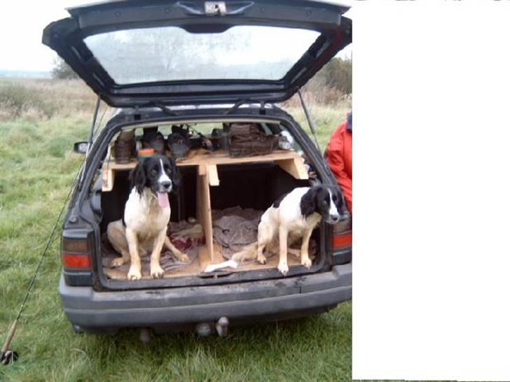 Field Trial spaniel nooney billede 4