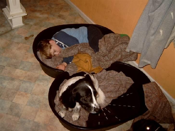 Field Trial spaniel nooney billede 6