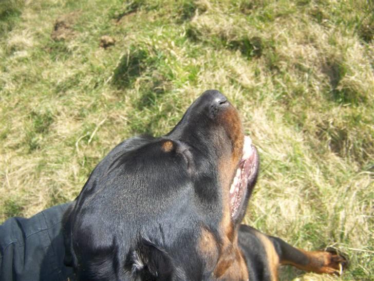 Rottweiler Harley billede 7