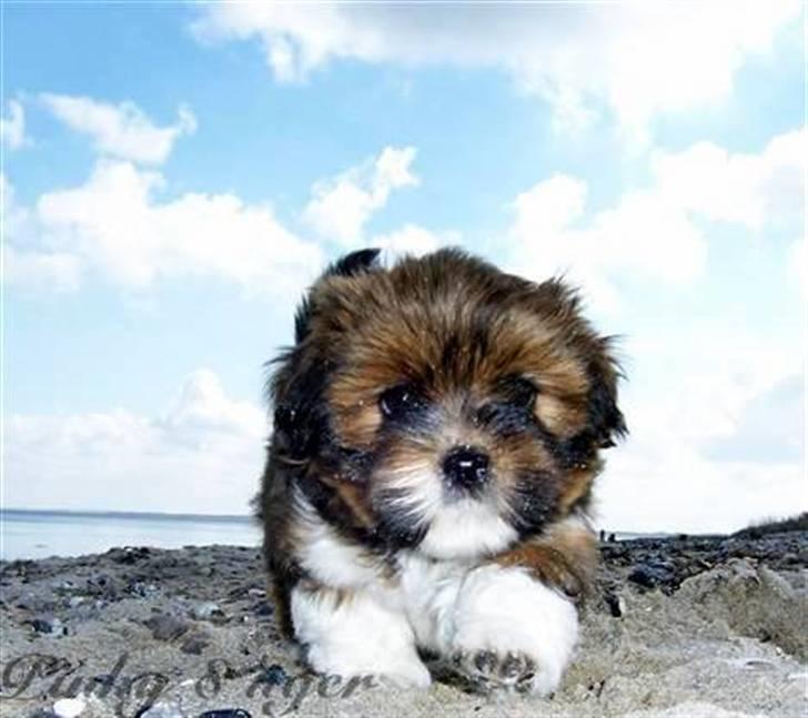 Lhasa apso *Pinky* - Elsker strandture :o) billede 5