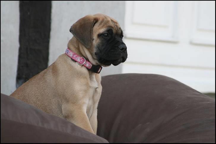 Bullmastiff Caya billede 1
