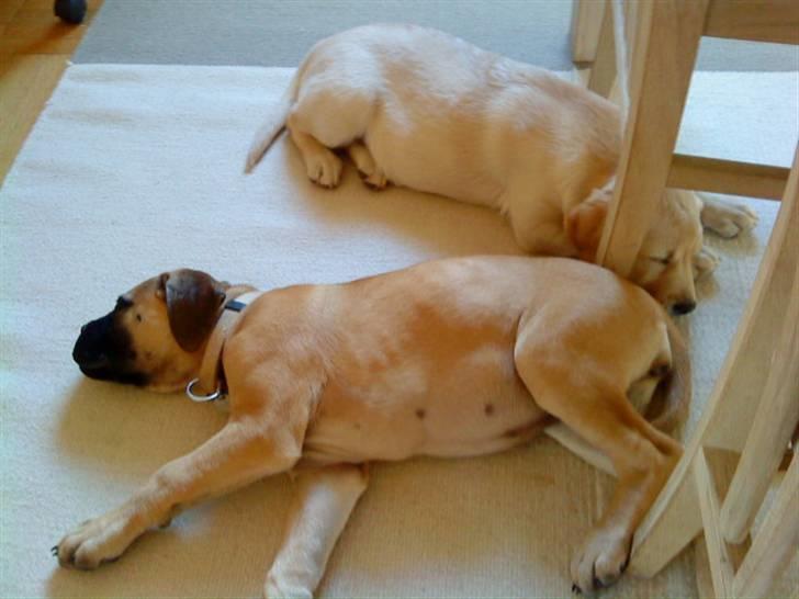 Bullmastiff Caya - Så gik legekammeraterne død.... ;o) billede 2