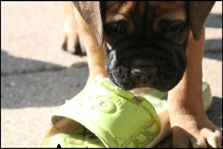 Bullmastiff Caya billede 3
