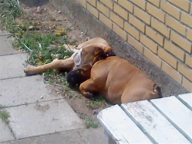 Bullmastiff Caya - Caya og Maggie putter i solen... billede 4