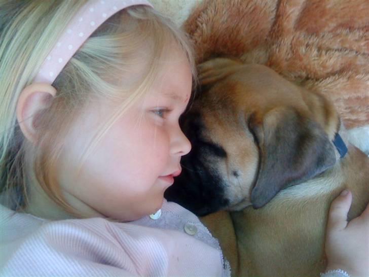 Bullmastiff Caya - Anna og Caya putter... billede 5