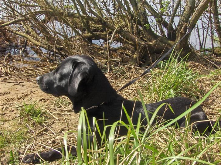Labrador retriever (formel 1) MAX billede 12