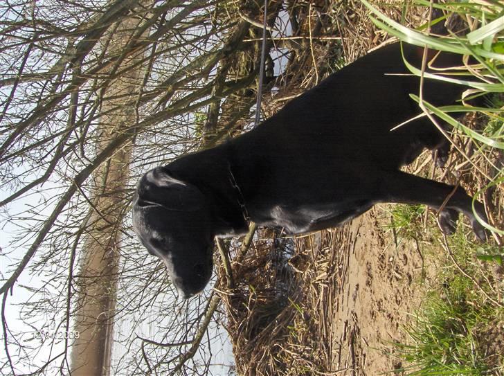 Labrador retriever (formel 1) MAX billede 13