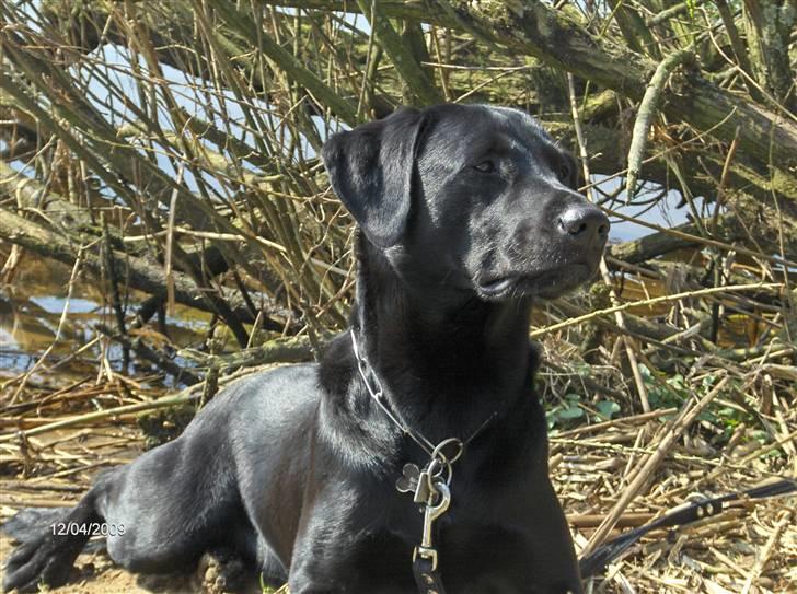Labrador retriever (formel 1) MAX billede 15
