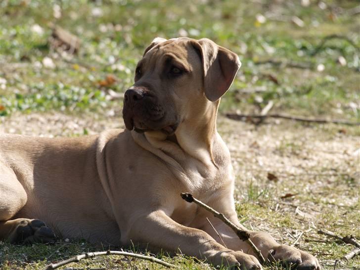 Dogo canario Cleopetra - Cleopetra billede 1