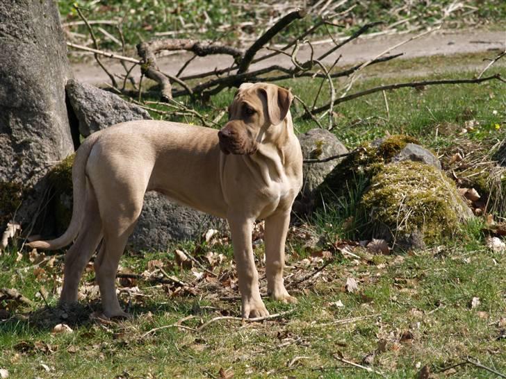 Dogo canario Cleopetra billede 2