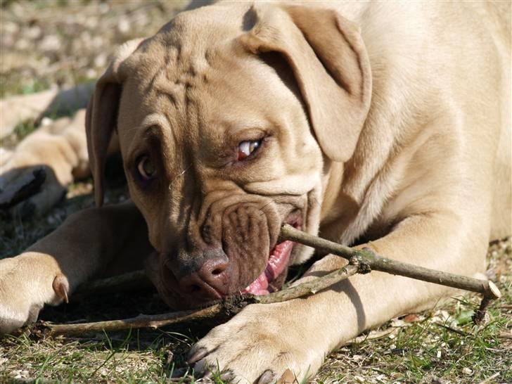 Dogo canario Cleopetra - Jeg kan se meget farlig ud når jeg tygger pind!! billede 3