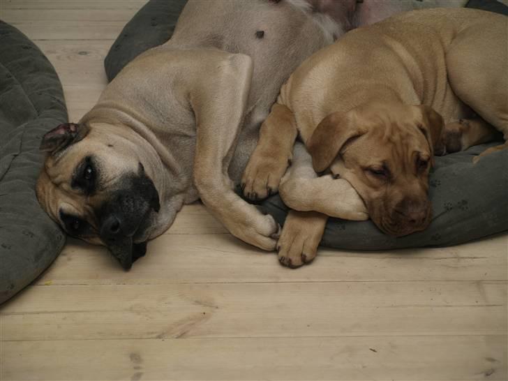 Dogo canario Cleopetra - Det er dejligt i "kurv" med mor Sebena. billede 4