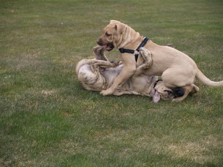 Dogo canario Cleopetra - Rask slåskamp med brormand Barcus. billede 5