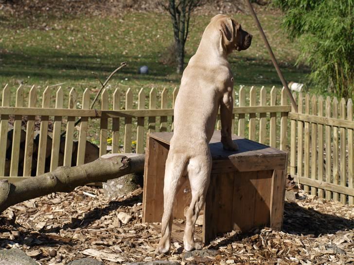 Dogo canario Cleopetra - Hvem vil lege? billede 6