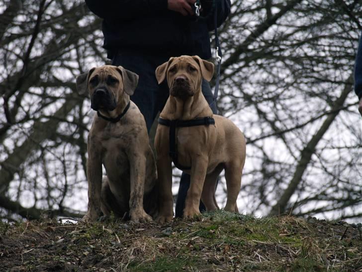 Dogo canario Cleopetra - Cleopetra og bror Barcus billede 7