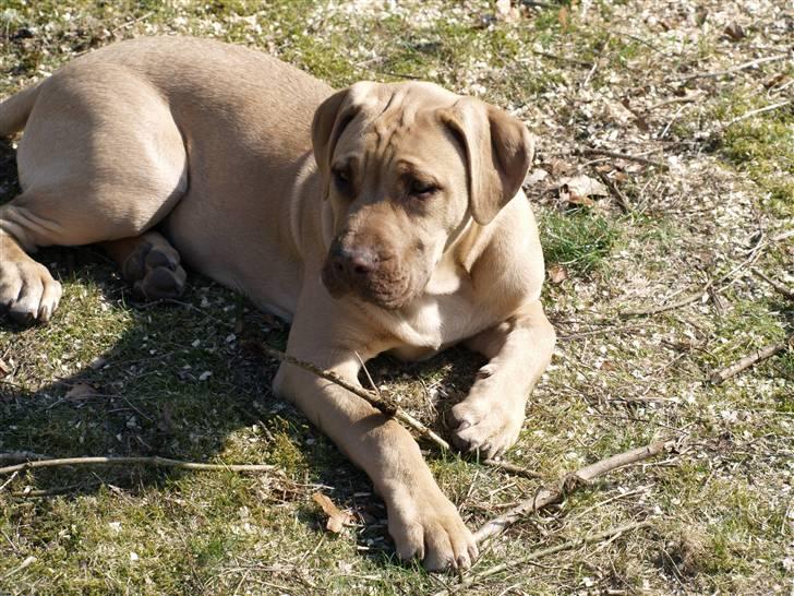 Dogo canario Cleopetra billede 8