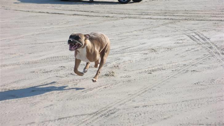 Amerikansk staffordshire terrier Fie billede 5