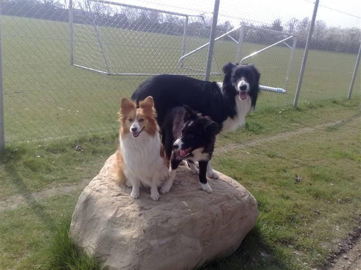 Border collie be my magtic (makker) billede 17